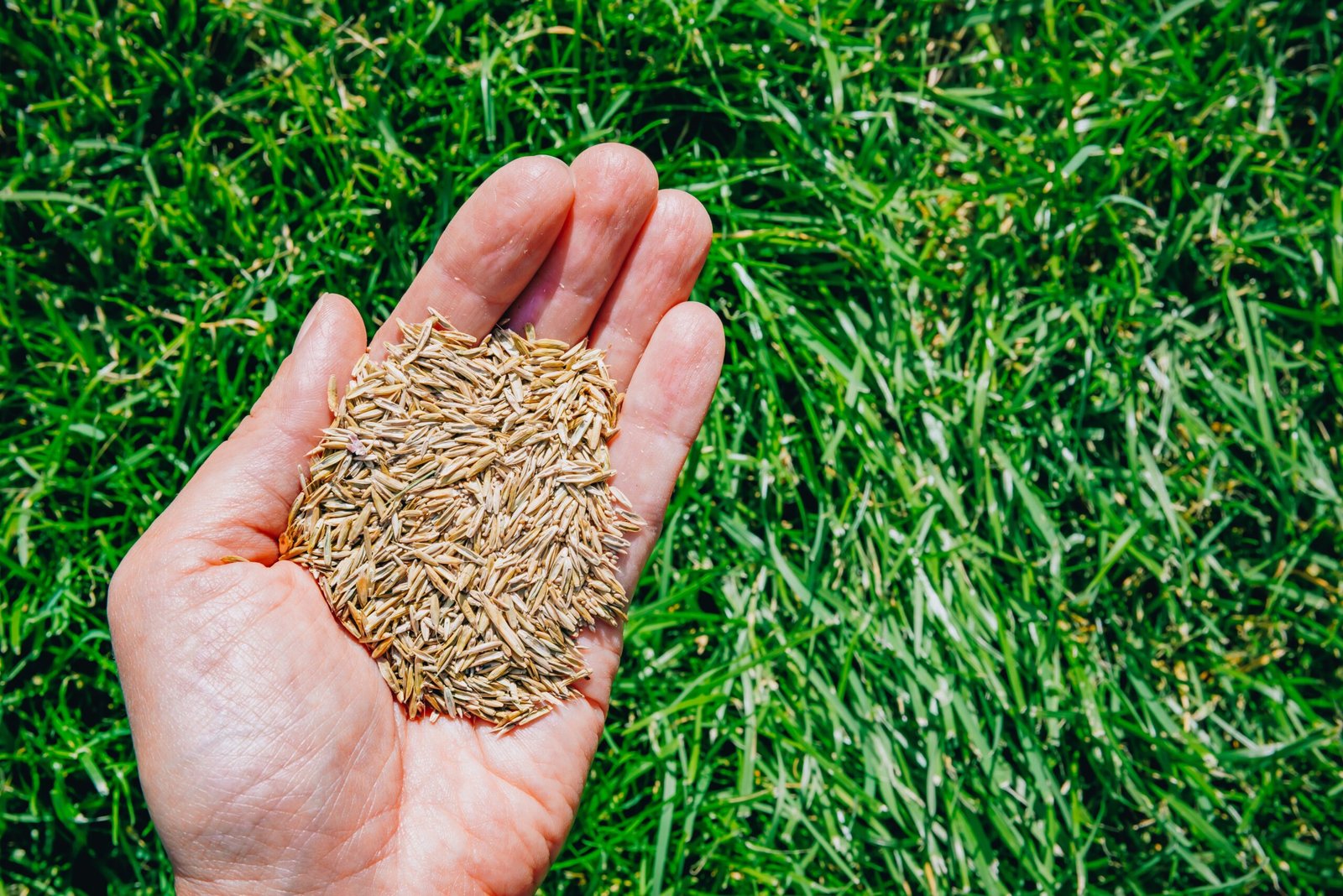 When to Fertilize Your Lawn in Alabama: A Season-by-Season Schedule
