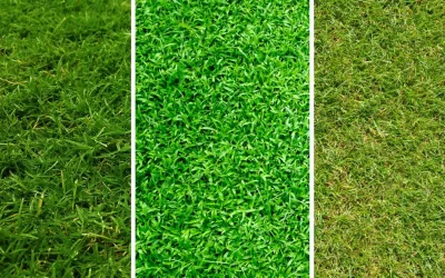 Bermuda vs Zoysia vs St. Augustine in Alabama | Orange Circle  